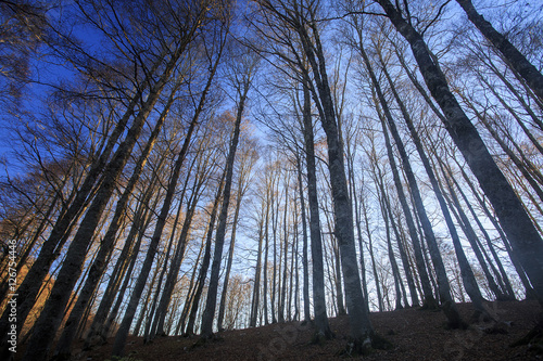Passo di Forca d'acero in autunno, un bosco tra Lazio e Abruzzo. Alberi, rocce e mille colori della natura  © Claudio Quacquarelli