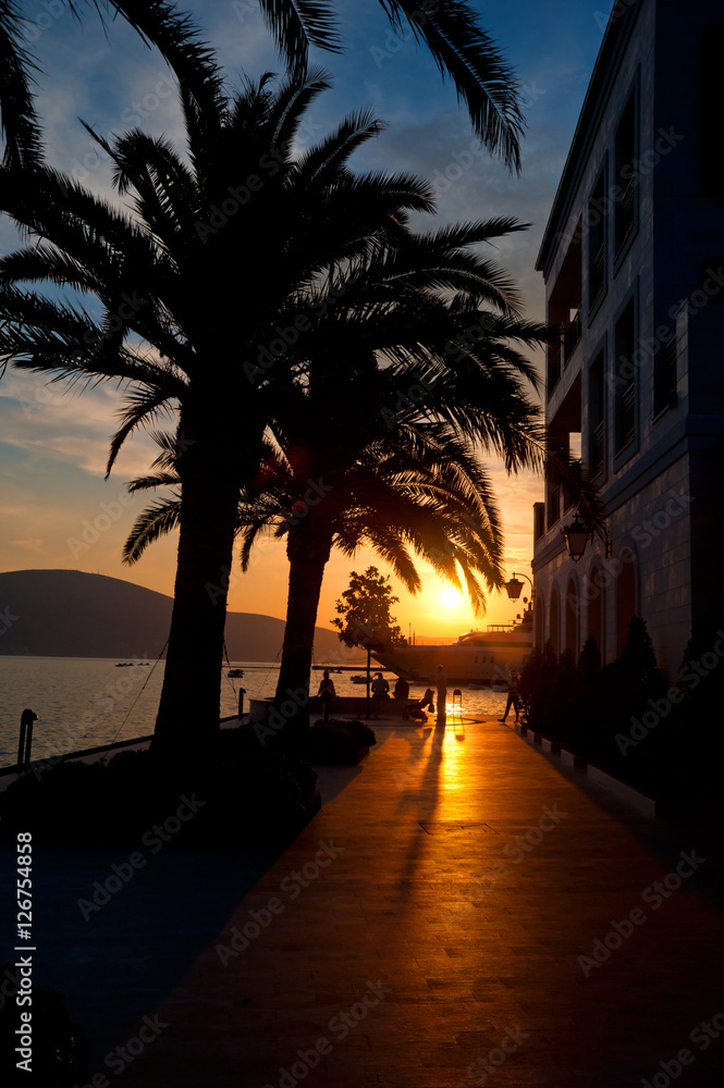 Sunset palms in Porto Montenegro - obrazy, fototapety, plakaty 