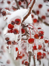 Fruits Apple Siberian Hardy Covered With A Thick Layer Of Ice And Snow