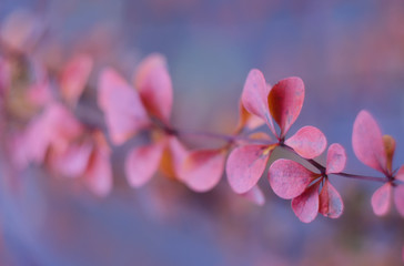 Wall Mural - Tree branch with autumn leaves. Autumn background. Red autumn leaves on a branch.