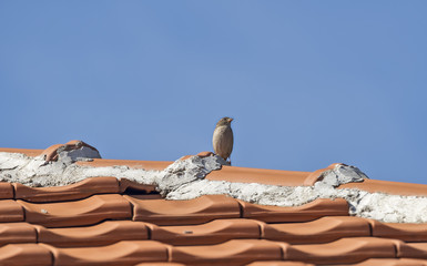 Sparrow on the roof