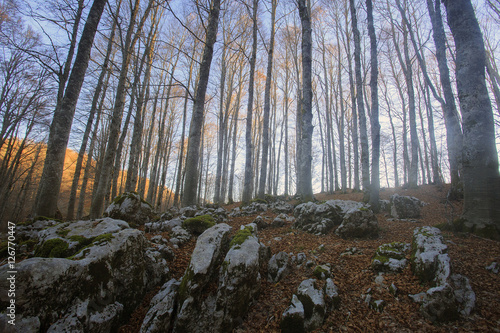 Passo di Forca d'acero in autunno, un bosco tra Lazio e Abruzzo. Alberi, rocce e mille colori della natura © Claudio Quacquarelli