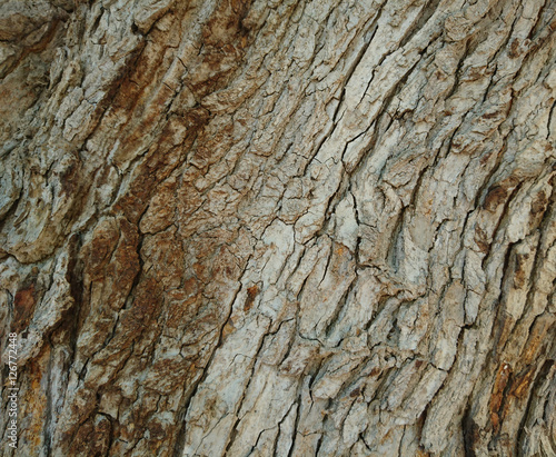 Agac Kok Dokusu Buy This Stock Photo And Explore Similar Images At Adobe Stock Adobe Stock