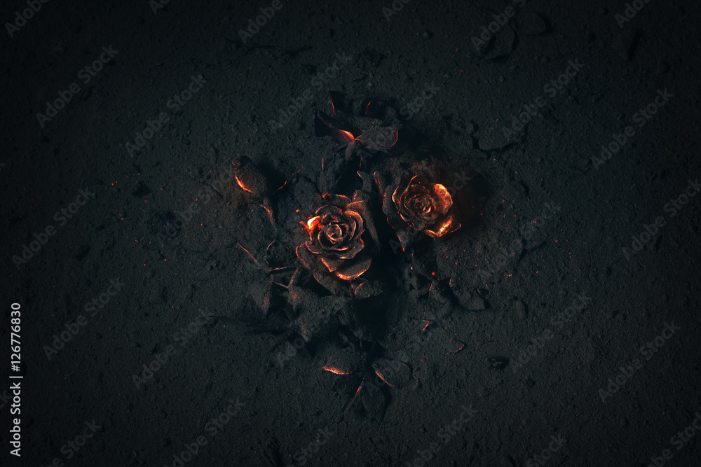 Rose buried in ashes - obrazy, fototapety, plakaty 