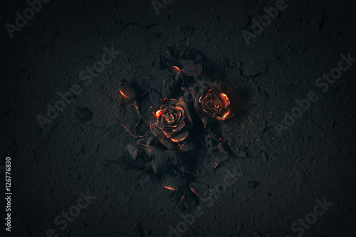 Rose buried in ashes © Kevin Carden