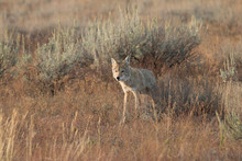 Coyote Walking In Grass