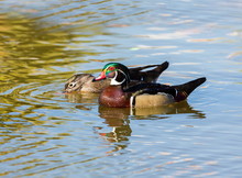 Wood Duck Male Or Carolina Duck Is A Species Of Perching Duck Found In North America. It Is One Of The Most Colorful North American Waterfowl. Swimming In A Lake Ablaze With The Colors Of Fall.