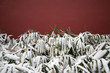 Red wall and Snow-covered bamboo