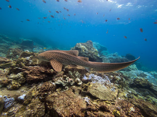 Wall Mural - Leopard shark in the shallows