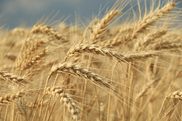 Poster - wheat ,closeup