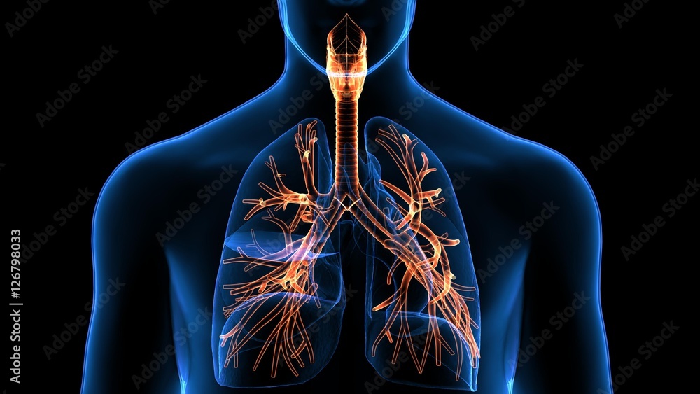 Trachea Bronchi Part of Respiratory System - obrazy, fototapety, plakaty 
