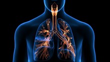 Trachea Bronchi Part Of Respiratory System