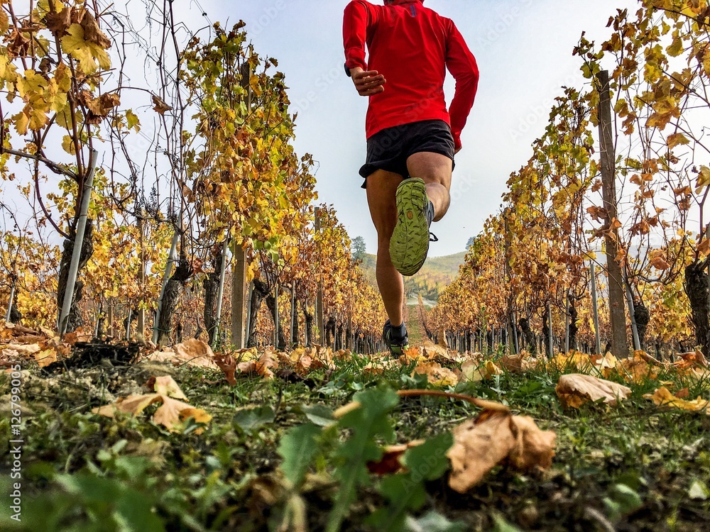 man running in the vineyards in autumn - obrazy, fototapety, plakaty 
