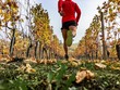 © Giorgio Pulcini - man running in the vineyards in autumn
