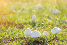 Mushroom Poisoning Growing On Green Lawn.