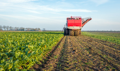 Wall Mural - Mechanized harvesting of sugar beets in a Dutch field
