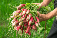 Radish In Hand. Hands Gardener. Work-worn Hands. Farmers Hands With Freshly Radish. Freshly Picked Vegetables. Unwashed Radishes With Tops