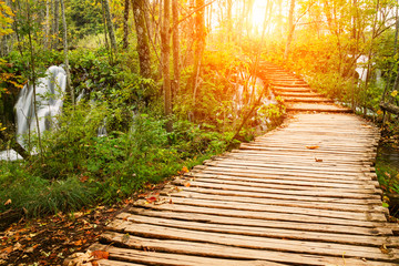 Wall Mural - Autumn forest pathway in plitvice national park