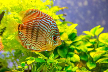 Poster - Aquarium with tropical fish of the Symphysodon discus spieces