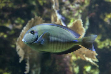 Canvas Print - Doctorfish (Acanthurus chirurgus)