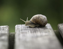 Snail On A Wooden Board