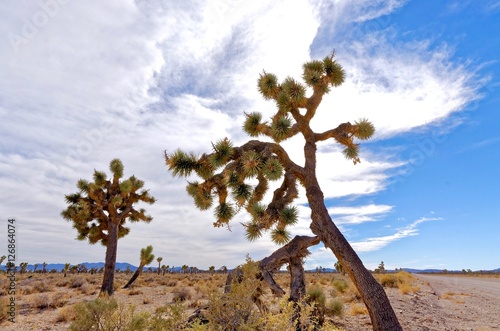 Zdjęcie XXL Joshua Tree na pustyni