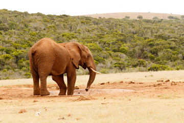 Bush Elephant standing with his body twisted