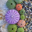 © Dimitrios - colorful sea urchins on white rock and pebles beach