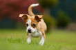 © Nadine Haase - Dackel Chihuahua Mix