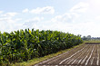 Banana plantation on soil cultivation.