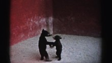 1957: Two Baby Bears Playing Together. CATSKILL, NEW YORK