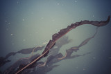 Alaria seaweed underwater