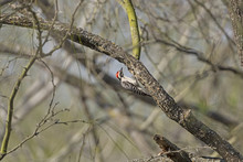 Ladder Backed Woodpecker In The Forest
