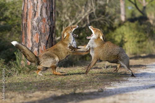 Red fox mating - Acquista questa foto stock ed esplora foto simili in