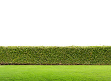 Green Hedge Or Green  Fence On White Background
