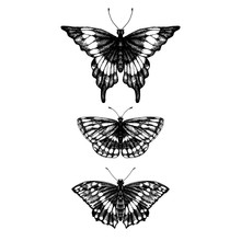 Hand Drawn Set Of Butterflies