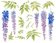 Collection of painted watercolor floral elements, blooming wisteria with leaves, isolated on white background.