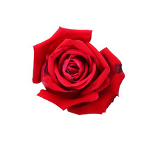 Natural Red Rose Isolated On White Background