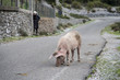 Pig strolling on the road to Theth, Albania