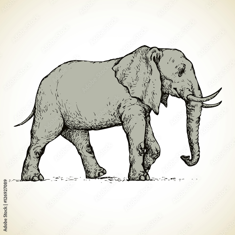 Elephant Vectordraw Elephant. Vector drawing Stock Vector | Adobe Stock
