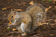 Squirrel Washington State, USA.