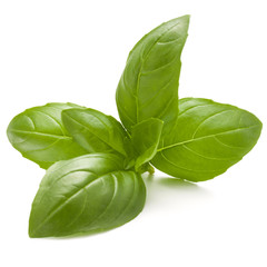 Sweet basil herb leaves isolated on white background closeup