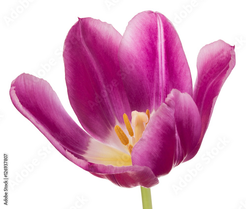 Fototapeta na wymiar lilac tulip flower head isolated on white background