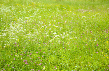 Wall Mural - Beautiful wildflower meadow