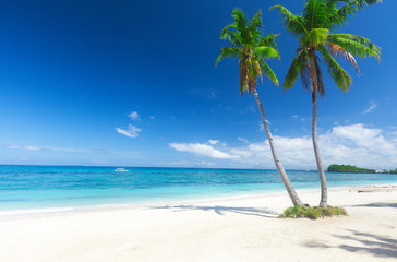 Wall Mural - tropical beach with coconut palm
