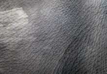 Gray Elephant Rough Skin For Texture Background