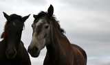 Fototapeta  - Horses