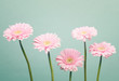 Soft pink daisy flowers on trendy cool mint background