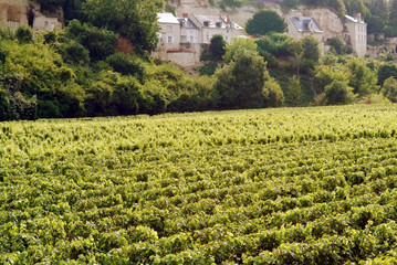 Wall Mural - vineyards troglydyte houses saumur loire valley france