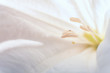© Germanova Antonina - background the stamens of white flower closeup apply the filter